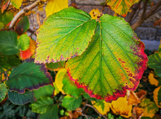 colourful autumn leaves in Indian Summer, Heidelberg, Baden-Wurttemberg, Germany