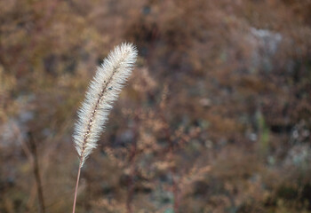 Late autumn withered dog's tail grass