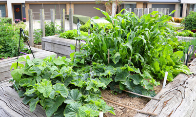 Healthy garden bed of vegetables with corn, lettuce and lots of green vegetables