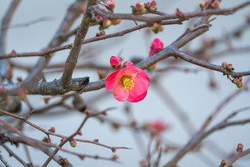 Pink flower on a bush