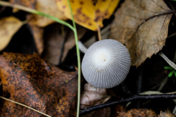 Wild Coprinus fungus also known as a shaggy mane mushroom hidden in the autumn forest foliage.
