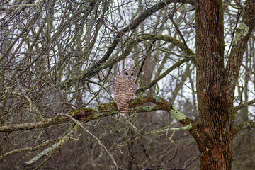 Barred Owl Portrait in a Forest