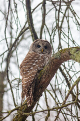 Barred Owl Sitting on a Mossy Branch