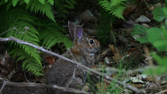 A rabbit sits on a the forest floor and breathes rapidly at it looks off camera in this close-up shot.