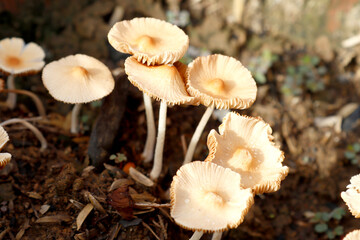 Closeup shot of fairy ring mushrooms.
