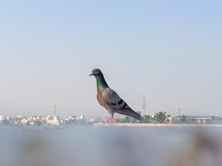 Pigeon on floor