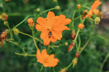 Fototapeta premium Bee on orange cosmos flower (Cosmos sulphureus) in summer garden with green and floral background.