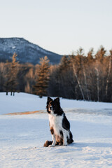border collie dog