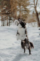 dog in snow
