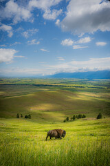 Lone Bison on the Range © Minner Photography