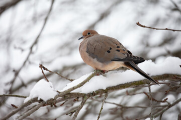 Mourning Dove Perched in a Snow Covered Tree