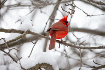 Red Cardinal Sitting on a Branch