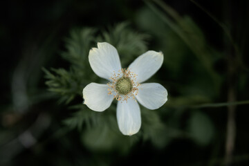 Maraposa Lily Muted Bloom