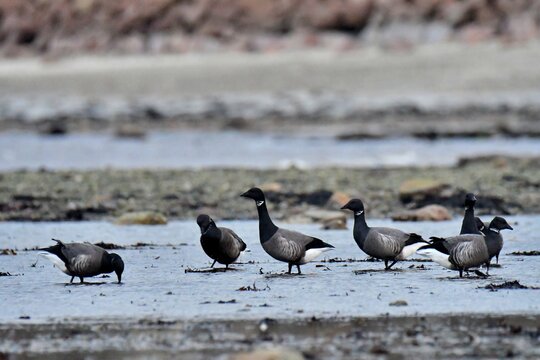 Geese Bernacle at low tide in Brittany. France