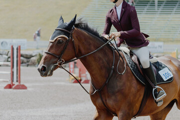 horse showjumping ring