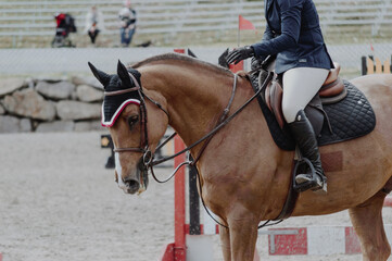 horse showjumping ring