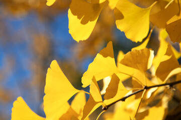 Autumn golden ginkgo leaves closeup