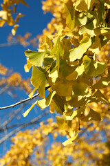 Yellow leaves on ginkgo tree in autumn