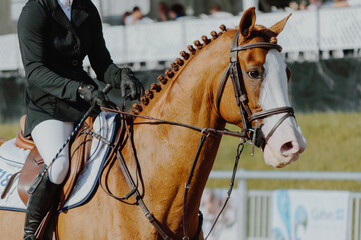 horse showjumping ring