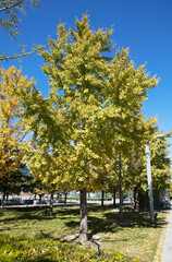 Naklejka premium Ginkgo tree in autumn