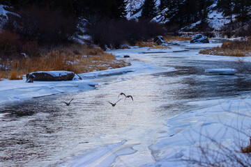 Ducks and the Frozen Platte