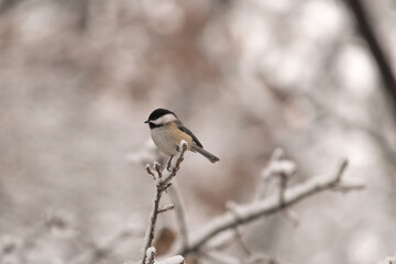 Chickadee perched on snowy branches
