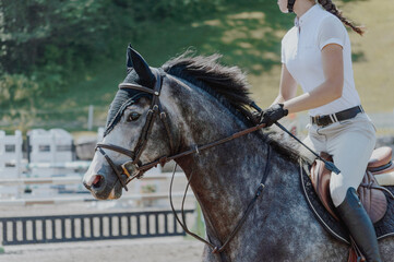 horse showjumping ring