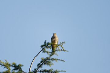 Faucon Pèlerin posé sur une branche; LPO, Haute-Savoie, France
