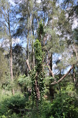 pine tree in the forest