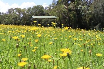 daffodils in the park