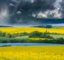 Poster Canola-velden en vijvers met regenboog boven stormachtige luchten © Kryspin