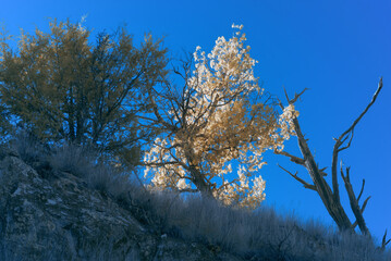 Color infrared of the trees along the shore of Lake Roberts.