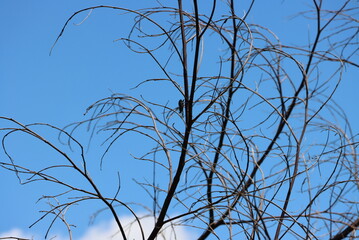 branches against blue sky