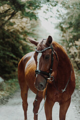 Fototapeta premium horse around barn