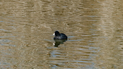 An American Coot at Lake Roberts in New Mexico.