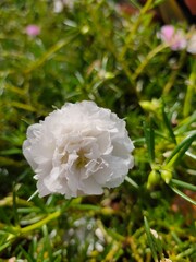 white peony flower