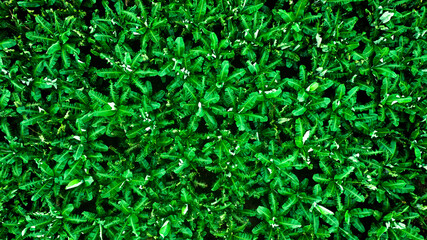 Plantação de bananas