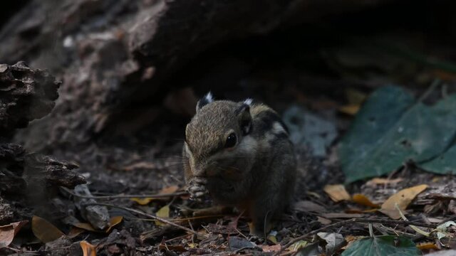 Western Striped Squirrel, Tamiops mcclellandii, 4K Footage; facing to the left while in the middle, suddenly moves to the left reaching out for something, Kaeng Krachan National Park, Thailand.