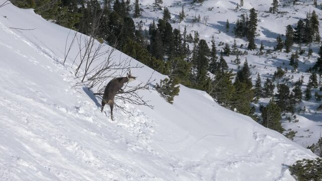 Chamois Mountain Goat Feeding On A Tree Branch During Winter In The High Tatras Mountains 4K