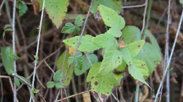 Green ternately compound ovate leaves of Pacific Blackberry, Rubus Ursinus, Rosaceae, native dioecious perennial semi-deciduous vine in Ballona Freshwater Marsh, Southern California Coast, Autumn.