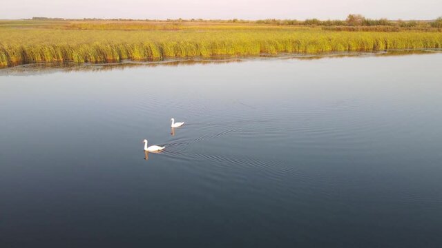 Two white swans floating on a lake water with green reed in background