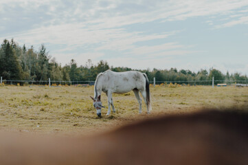 horse around barn - obrazy, fototapety, plakaty