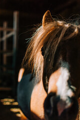 horse around barn