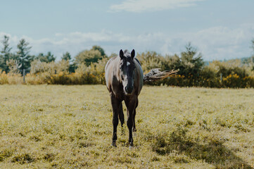 horse around barn - obrazy, fototapety, plakaty