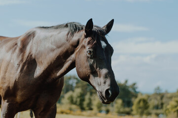 horse around barn