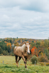 horse in field