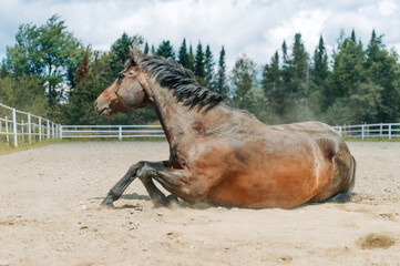 horse in field