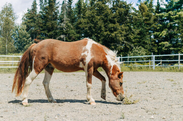 horse in field