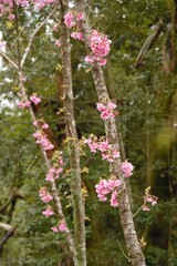 枝の幹から咲いている八重の桜です