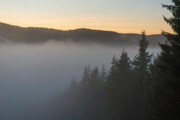 The tops of Fir trees in the fog with Sunset Sun